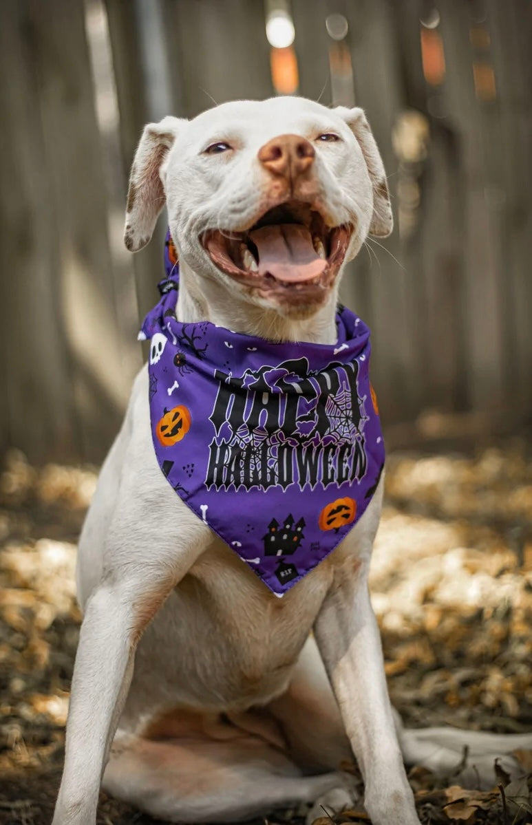 Happy Halloween Dog Bandana