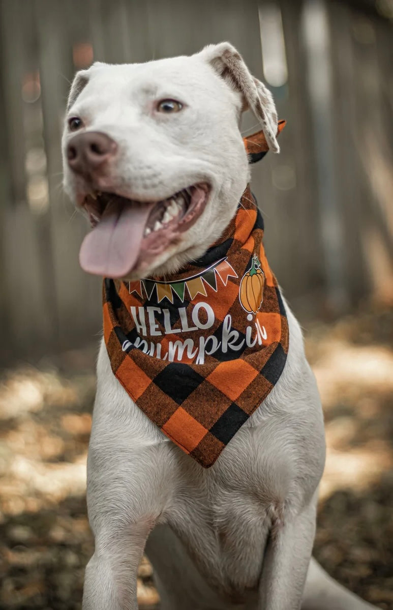 Hello Pumpkin Dog Bandana