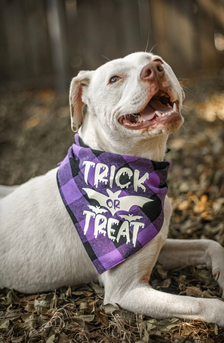 Trick or Treat Dog Bandana